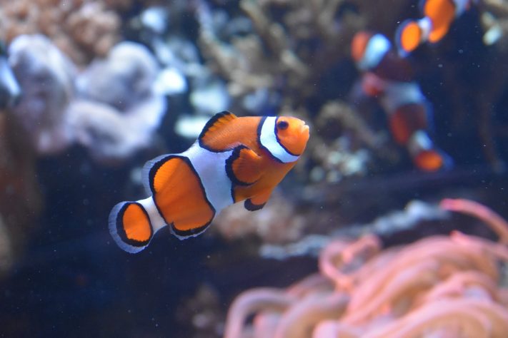 Peixe-palhaço