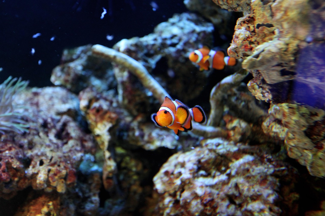 Com coloração alaranjada e listras brancas, habita águas calmas e pouco profundas dos oceanos Pacífico e Índico. São famosos devido à relação ecológica de protocooperação que estabelecem com as anêmonas-do-mar ou, em alguns casos, com corais.