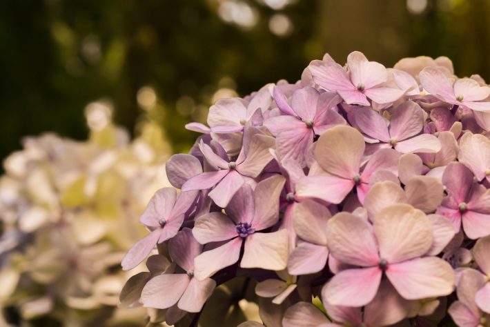 Hortênsias