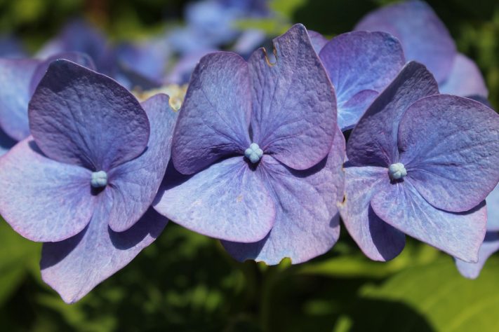 Hortênsias