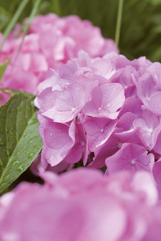 Hortênsias