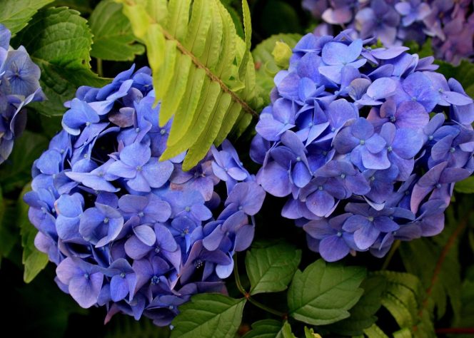 Hortênsias