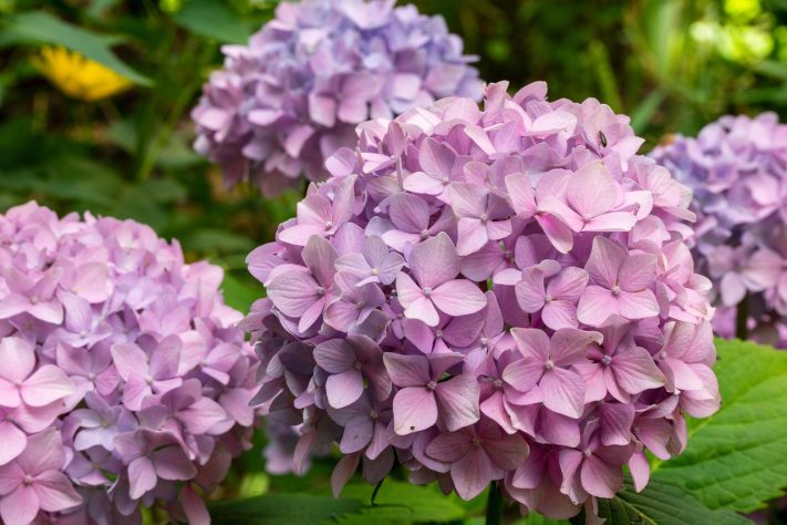Hortênsias
