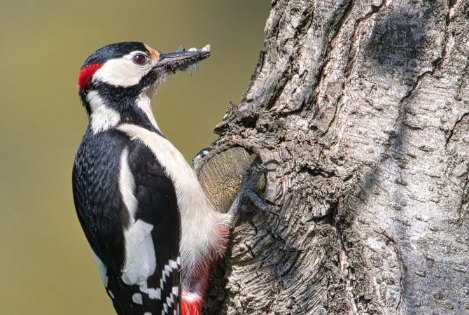 Pica-pau: curiosidades e habilidades que fazem dessa ave uma das mais fascinantes da natureza