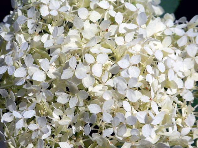 Hortênsias