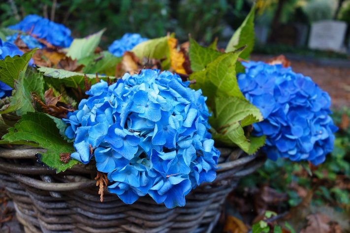 Hortênsias