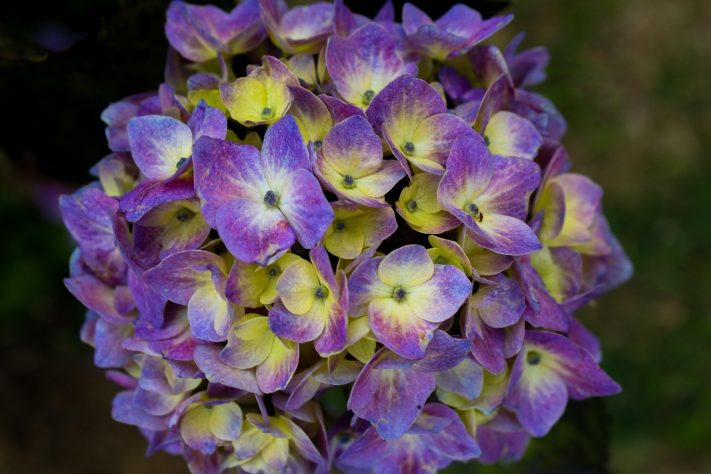 Hortênsias