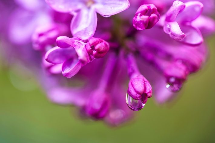 Hortênsias