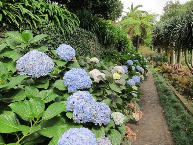 Hortênsias