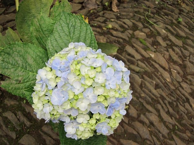 Hortênsias