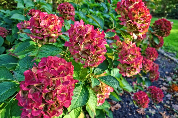 Hortênsias