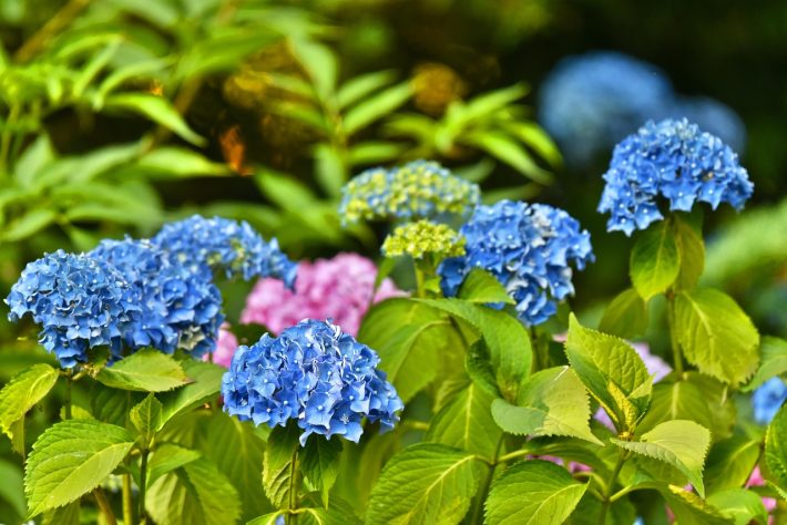 Hortênsias