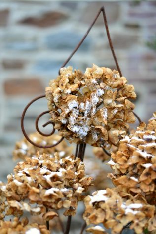 Hortênsias