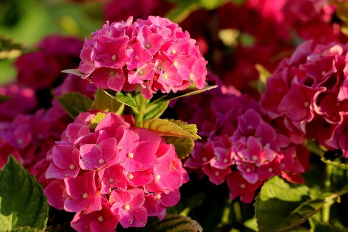 Hortênsias