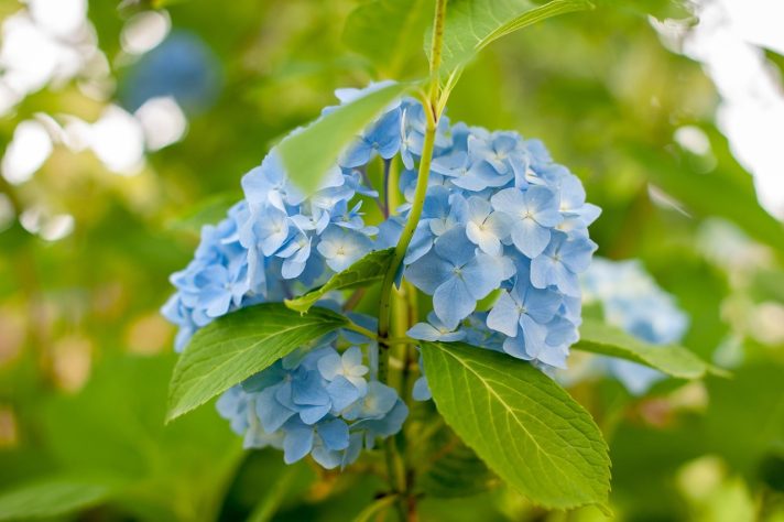 Hortênsias