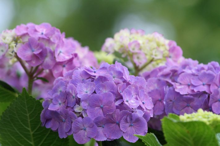 Hortênsias