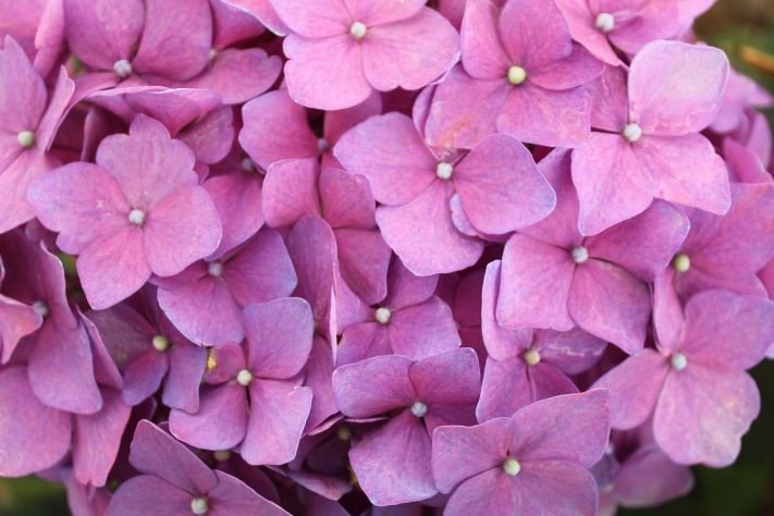 Hortênsias