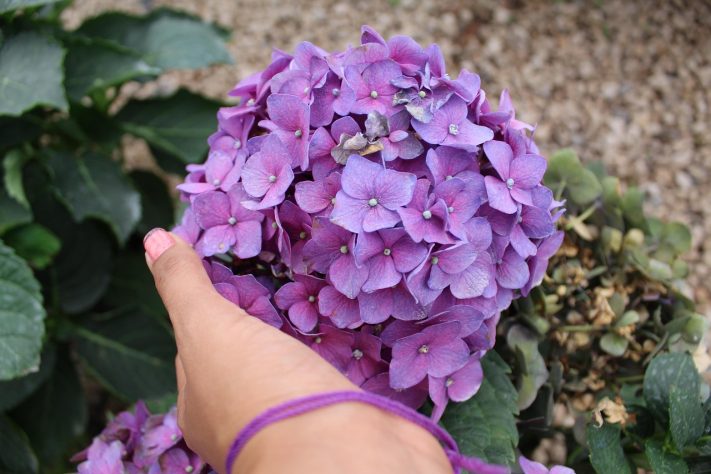 Hortênsias