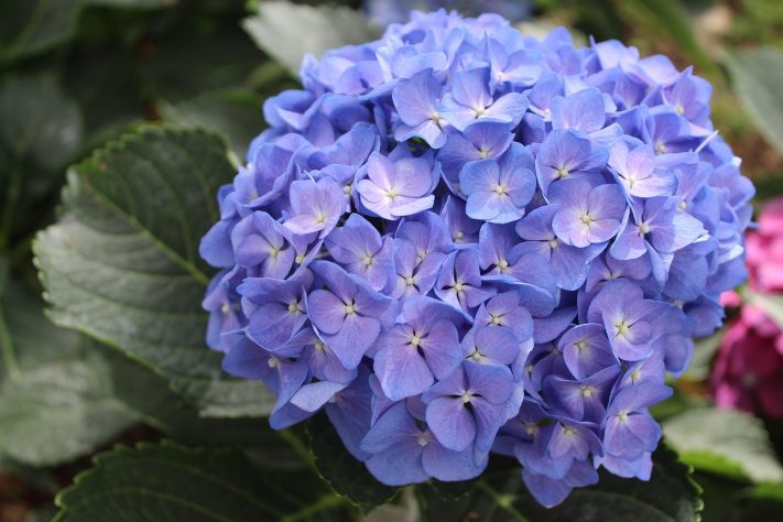 Hortênsias