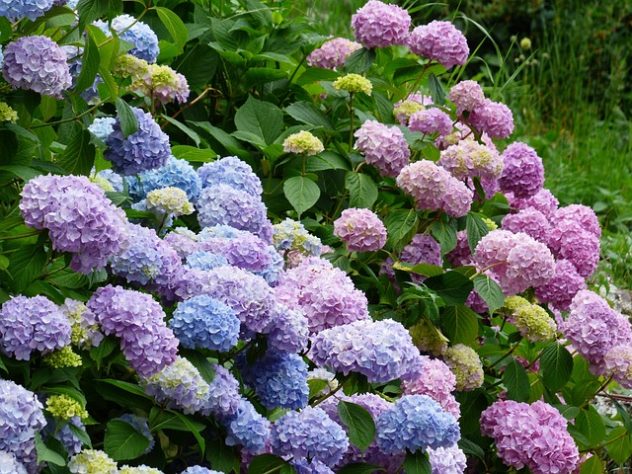 Hortênsias