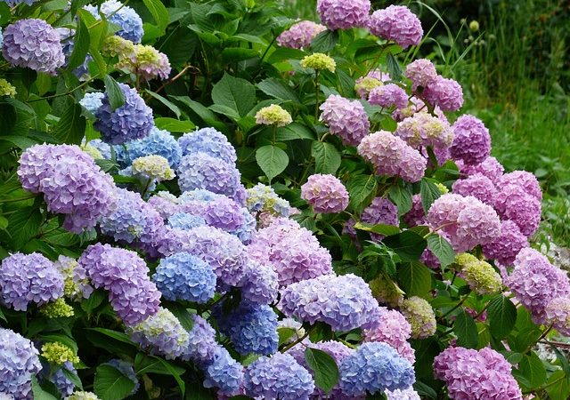 Exuberantes e cheias de cor: conheça as hortênsias e descubra suas curiosidades