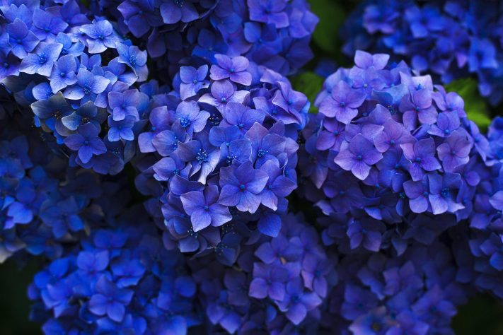 Hortênsias
