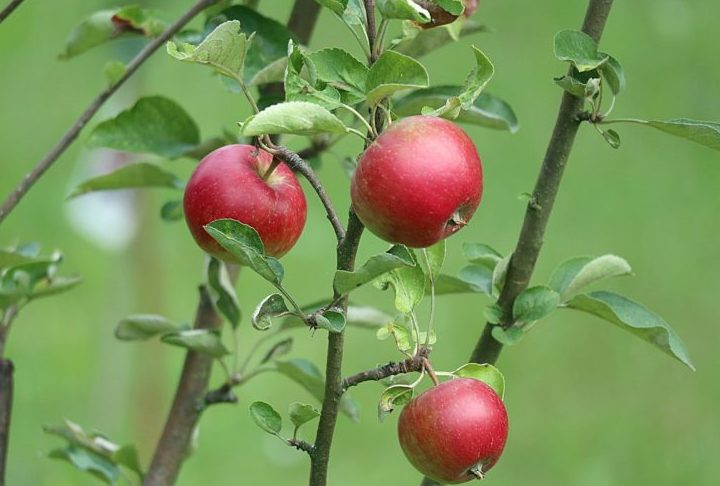 16Âº) Jab?ka ??ckie (PolÃŽnia) - Jab?ka ??ckie sÃ£o 15 variedades de maÃ§Ã£s cultivadas em regiÃµes da Pequena PolÃŽnia. Podem ser consumidas in natura, como lanche, ou usadas no preparo de geleia de hidromel, combinando com o mel polonÃªs.