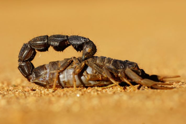 Escorpião
