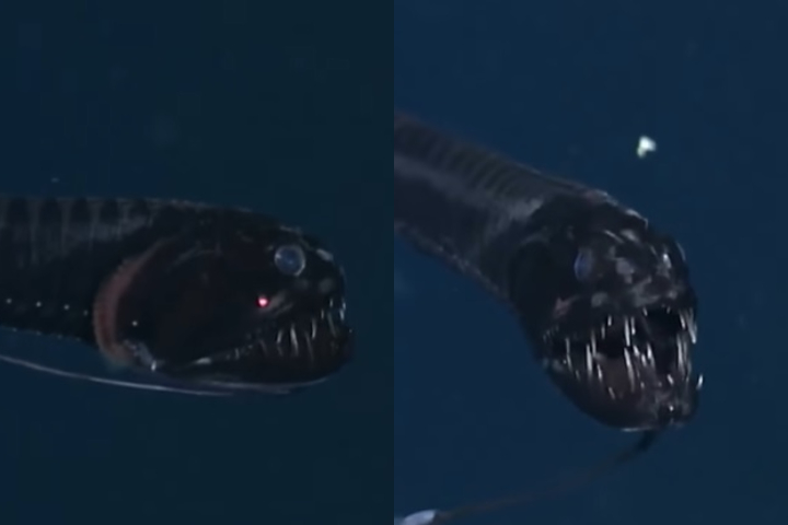 Peixe-dragão (Stomiidae): Esse peixe usa bioluminescência para atrair presas na escuridão. Vive a profundidades de até 2.000 metros.