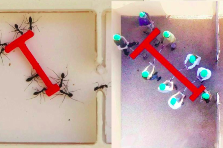 No experimento, humanos e formigas da espécie Paratrechina longicornis tiveram que transportar um objeto em formato de T por um labirinto com passagens estreitas. 