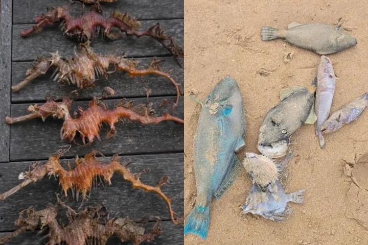 O fenômeno causou a morte de vários animais marinhos, como cavalos-marinhos, peixes e polvos, que foram encontrados na areia.