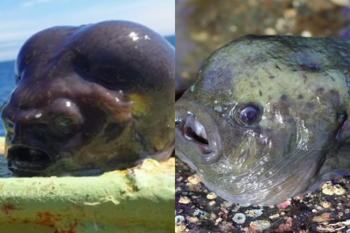 Especialistas confirmaram que a imagem é real e mostra um animal raro das profundezas do Oceano Pacífico, mais especificamente a cerca de 1.700 metros abaixo da superfície.