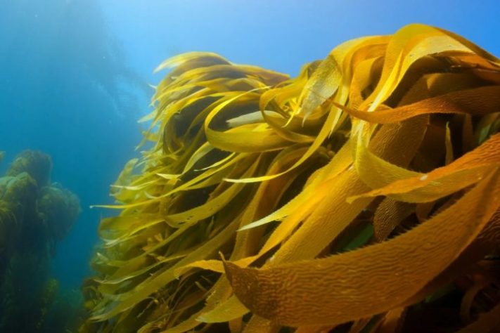 Algas marinhas