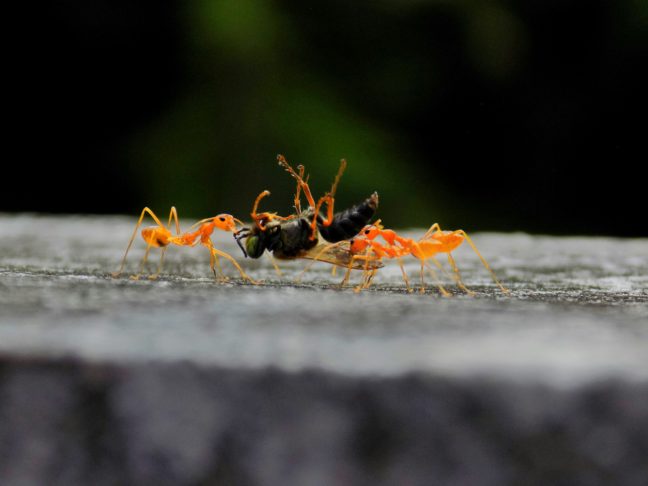 Elas atuam como predadoras, ajudando a controlar populações de outros insetos, e também como dispersoras de sementes, contribuindo para a regeneração de plantas.