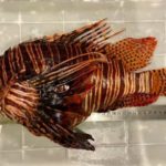 Mergulhadores capturaram em Fernando de Noronha o que pode ser o maior peixe-leão do mundo