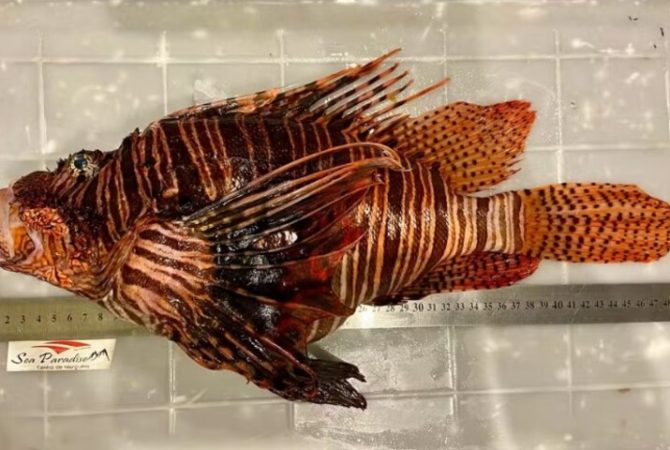 Peixe-leão capturado no Nordeste pode ser o maior do mundo