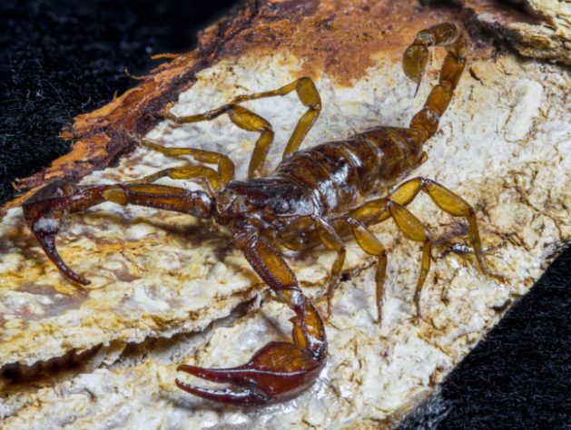 Descoberto fóssil de escorpião que viveu com dinossauros há 125 milhões de anos