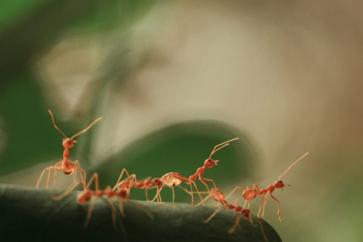 Elas são conhecidas por sua organização complexa e capacidade de trabalhar em conjunto, formando colônias que podem variar de algumas dezenas a milhões de indivíduos.