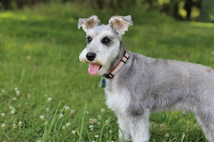 Cachorro schnauzer miniatura