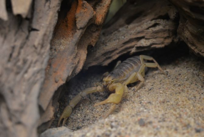 Pesquisadores descobrem espécie de escorpião que conviveu com dinossauros