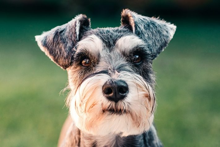 Cachorro schnauzer miniatura