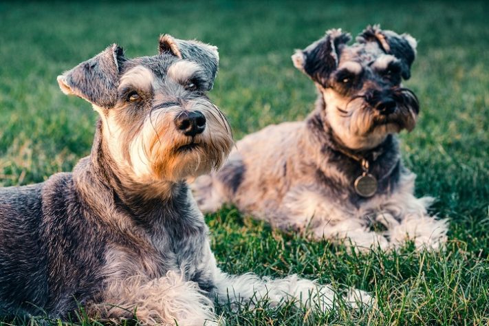Cachorro schnauzer miniatura