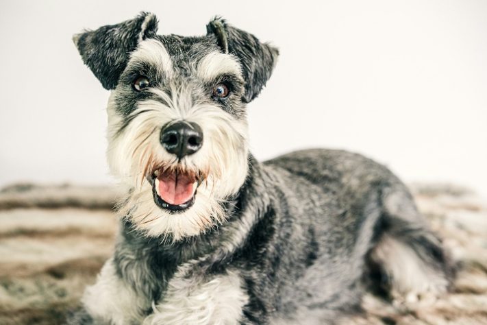 Cachorro schnauzer miniatura