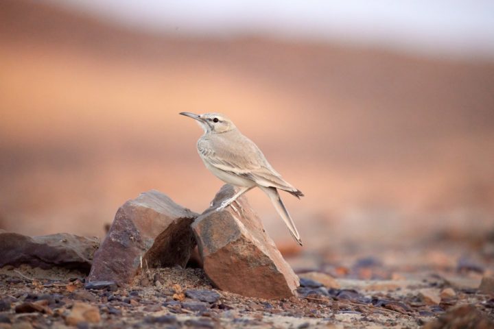 Além disso, aves migratórias podem ser avistadas em certas épocas do ano, especialmente em áreas onde há alguma disponibilidade de água.