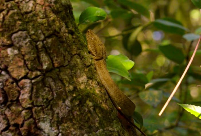 MrBeast elege 'Ilha das Cobras', em SP, o lugar mais mortal do mundo - Ilha da Queimada Grande Ilha das Cobras SP