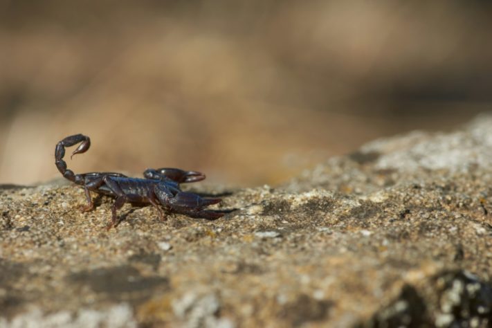 Escorpião