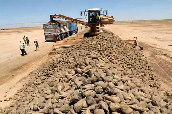 Experiência agrícola no deserto