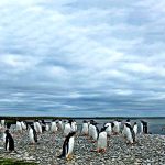 Bleaker Island - Ilhas Falklands (Ilhas Malvinas) - Flickr Steve Rooke