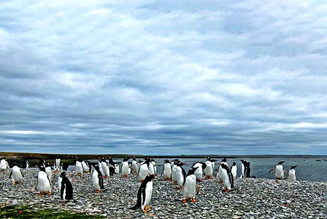 Malvinas: arquipélago de emoções, paisagens e história de guerra contra a Inglaterra
