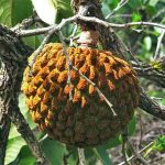 Marolo (Annona crassiflora) Fruta - Divulgação iNaturalist
